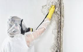 Best Environmental Consulting for Mold Prevention  in Ladera, CA